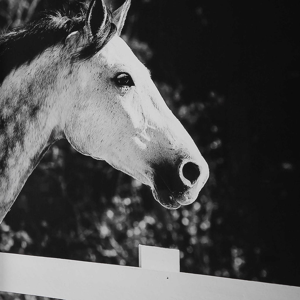 Galloping Forward Equine Prints, Set/3 - Bombay Mercantile
