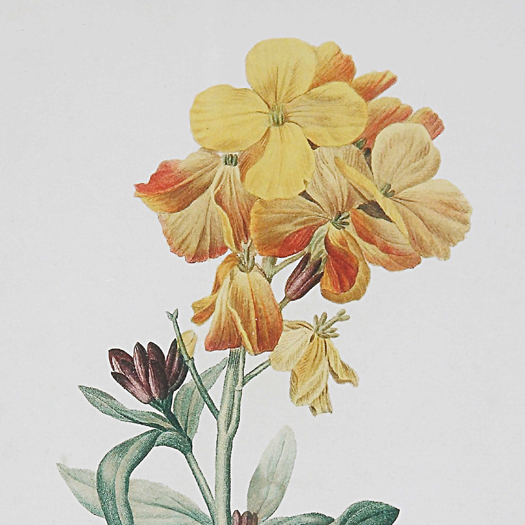 Classic Botanicals Framed Prints Set of 6 - Bombay Mercantile