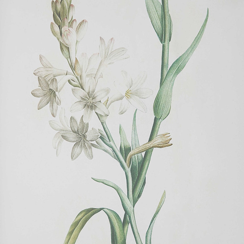 Heirloom Blooms Study Framed Prints Set of 4 - Bombay Mercantile