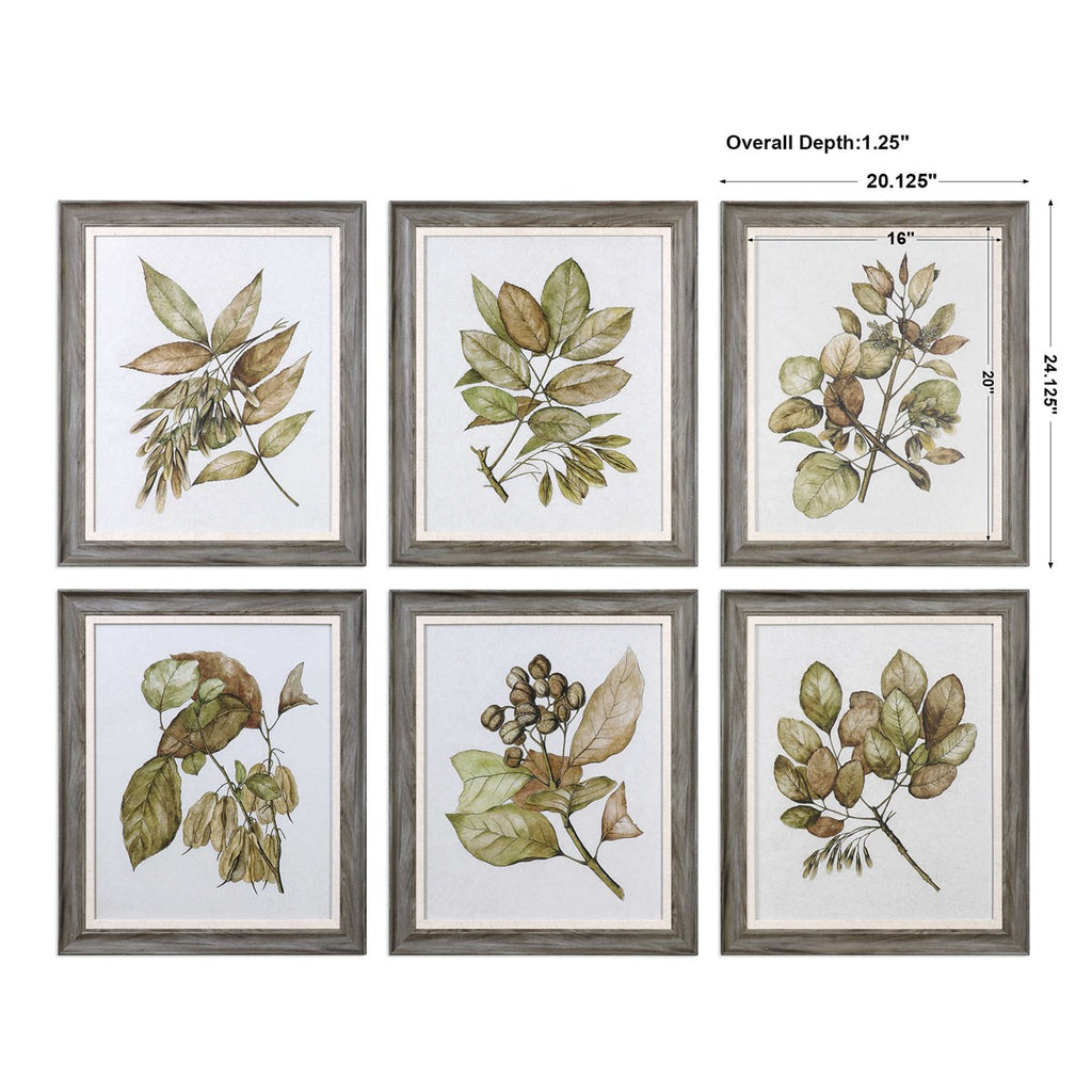 Seedlings Framed Prints Set of 6 - Bombay Mercantile