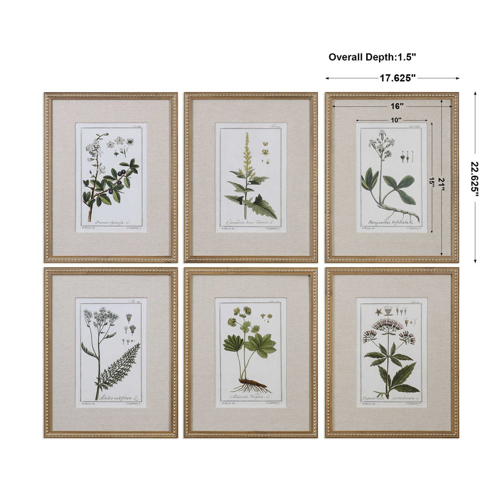 Green Floral Botanical Study Prints Set of 6 - Bombay Mercantile