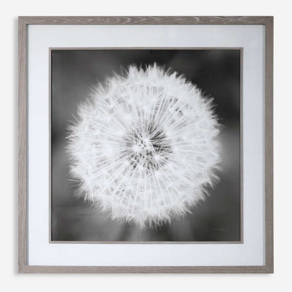 Dandelion Seedhead Framed Print - Bombay Mercantile