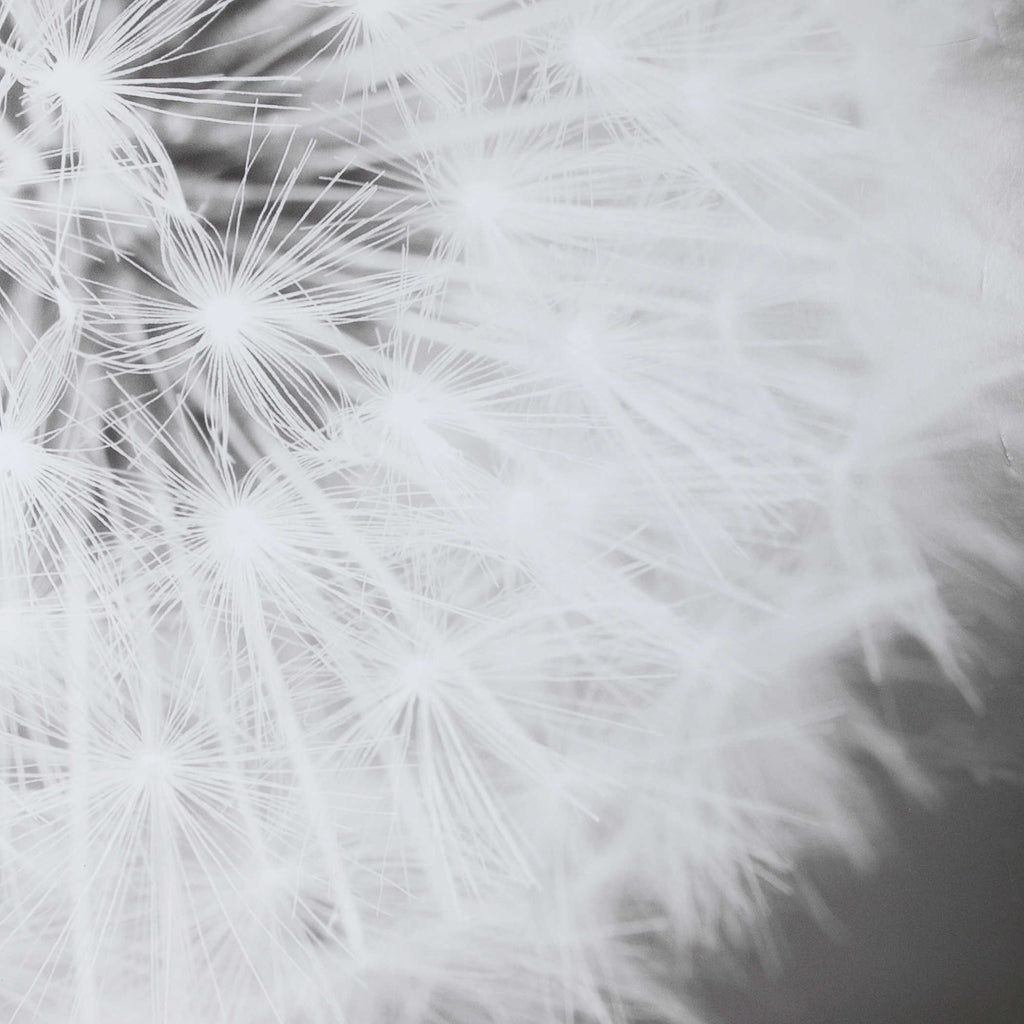 Dandelion Seedhead Framed Print - Bombay Mercantile