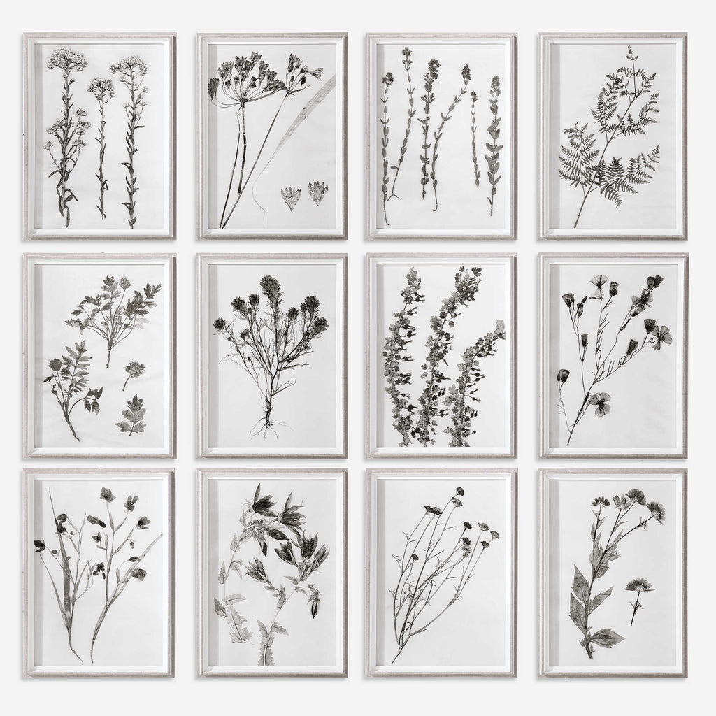 Contemporary Botanicals Framed Prints, Set of 12 - Bombay Mercantile