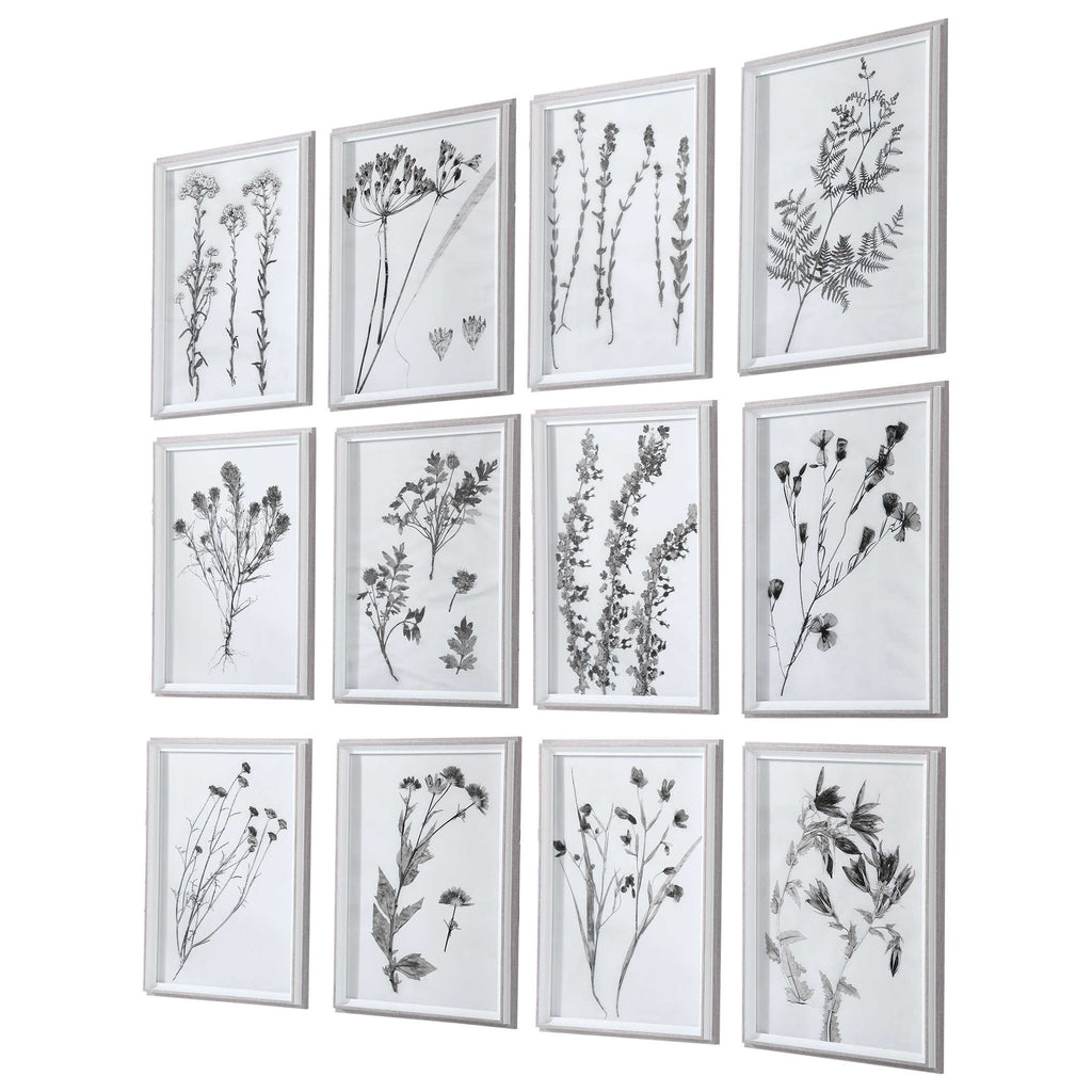 Contemporary Botanicals Framed Prints, Set of 12 - Bombay Mercantile