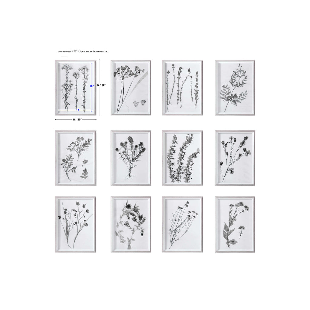 Contemporary Botanicals Framed Prints, Set of 12 - Bombay Mercantile