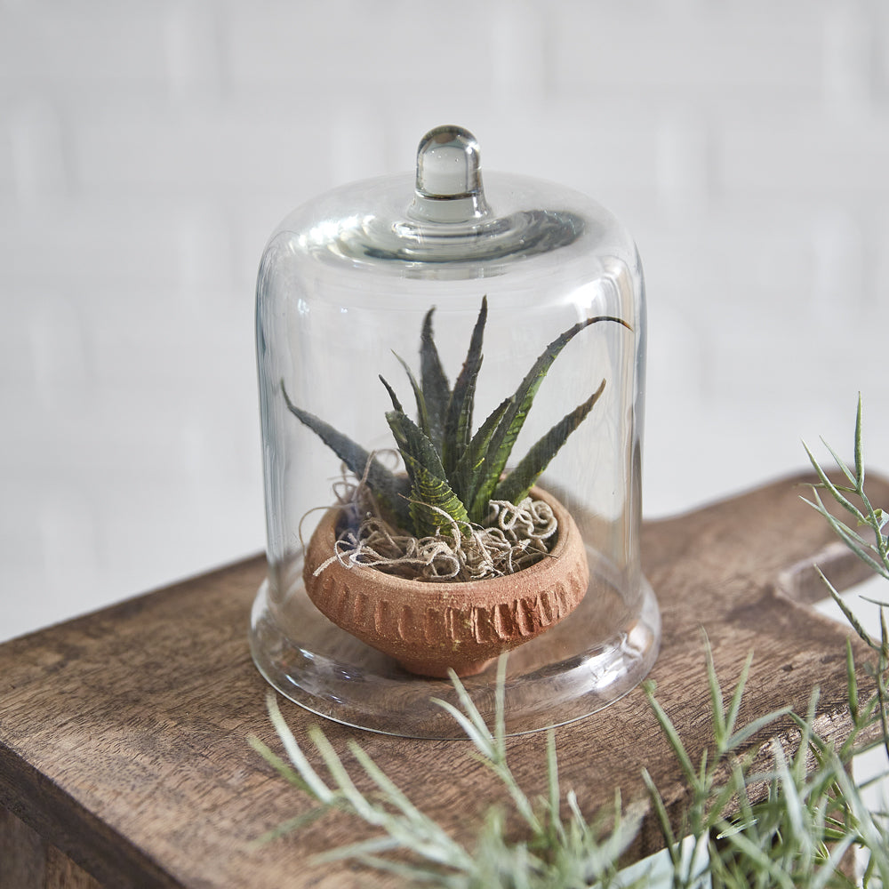 Miniature Glass Bell Cloche - Box of 4 - Bombay Mercantile