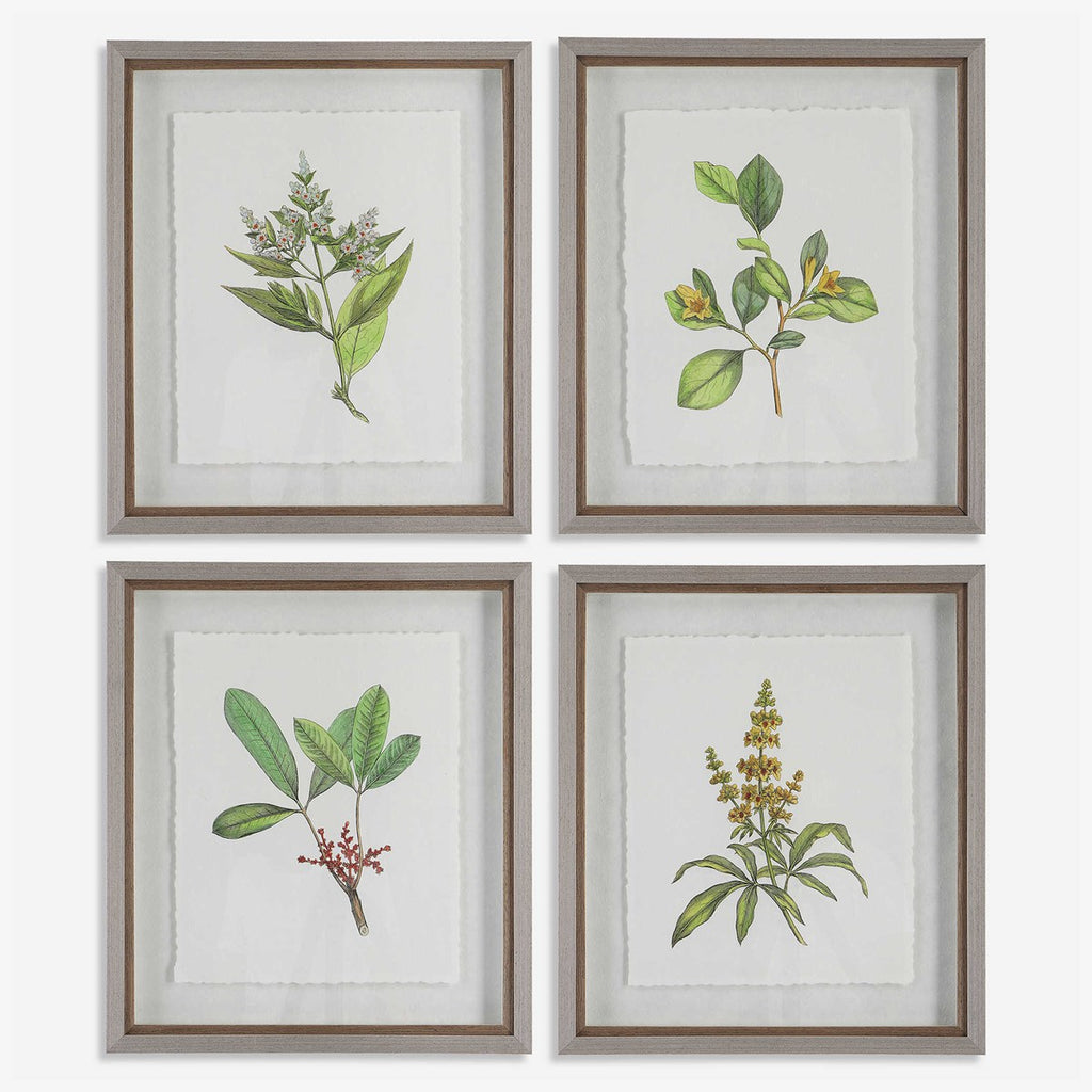 Wildflower Study Framed Prints, Set of 4 - Bombay Mercantile