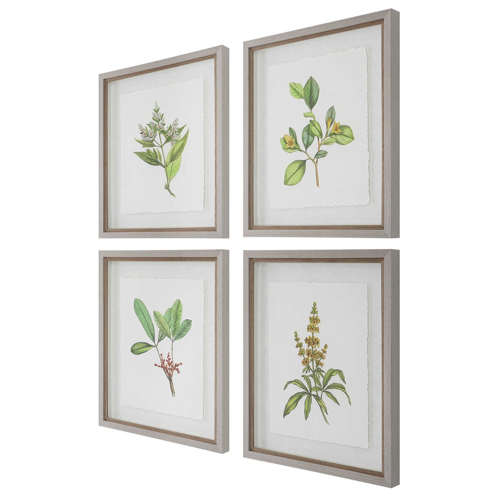 Wildflower Study Framed Prints, Set of 4 - Bombay Mercantile