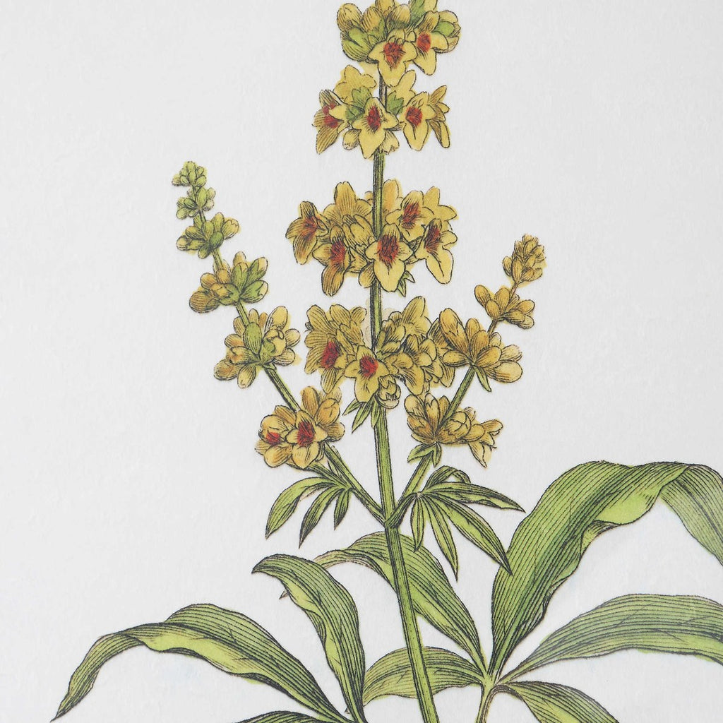 Wildflower Study Framed Prints, Set of 4 - Bombay Mercantile