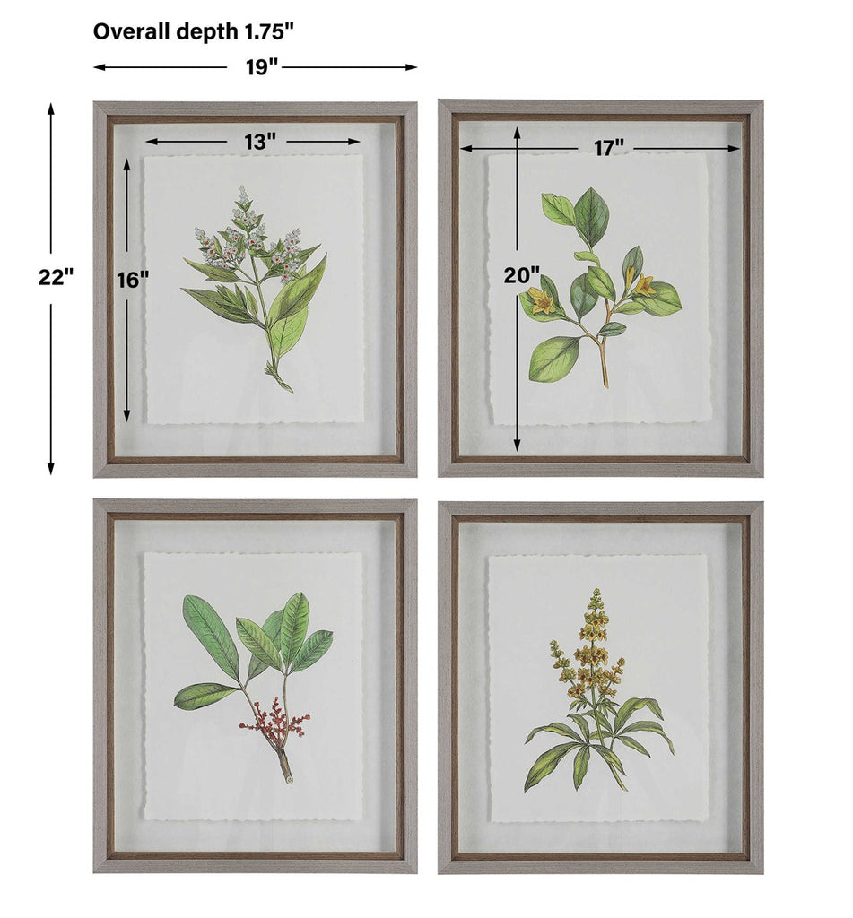 Wildflower Study Framed Prints, Set of 4 - Bombay Mercantile
