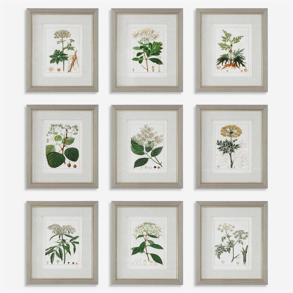 Antique Botanicals Framed Prints, Set of 9 - Bombay Mercantile