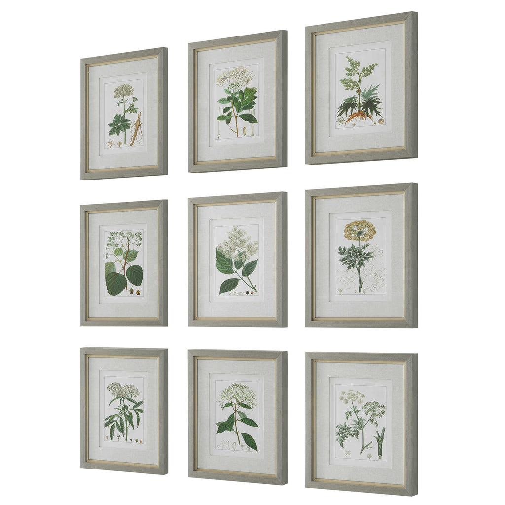 Antique Botanicals Framed Prints, Set of 9 - Bombay Mercantile
