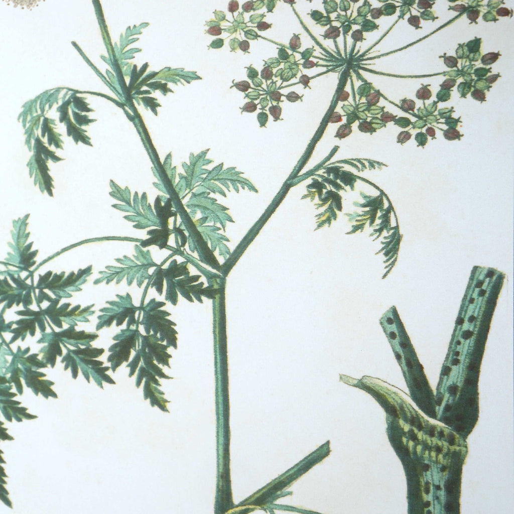 Antique Botanicals Framed Prints, Set of 9 - Bombay Mercantile