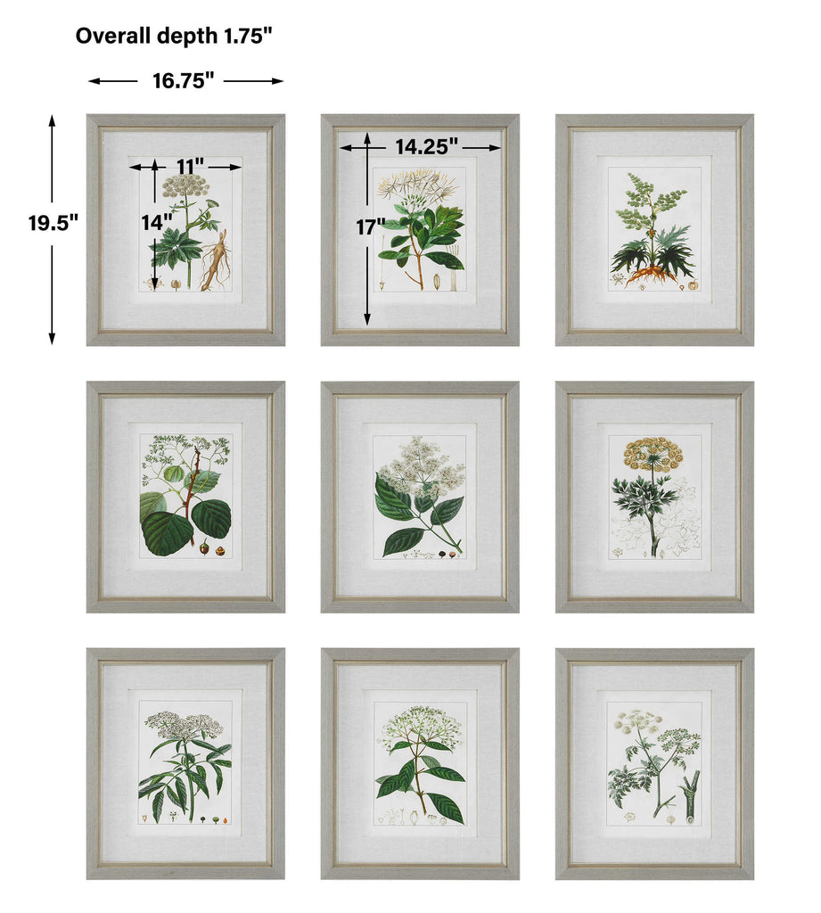 Antique Botanicals Framed Prints, Set of 9 - Bombay Mercantile