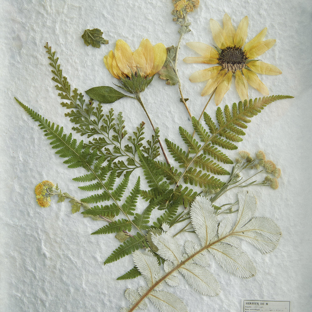 Pressed Botanical Wall Decor - Sunflower - Bombay Mercantile