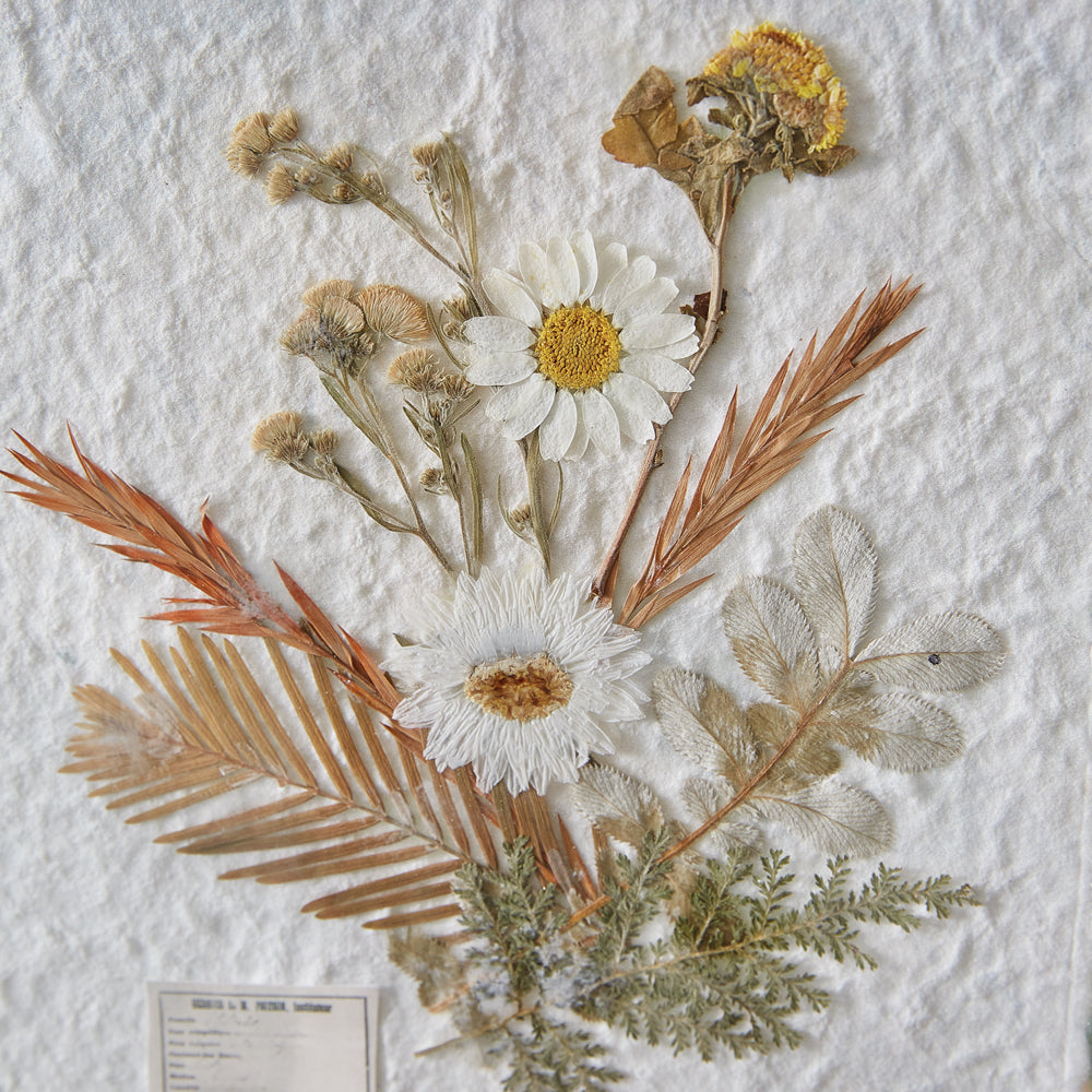 Gilded Pressed Botanical Stand - Corydalis and Chrysanthemum - Bombay Mercantile