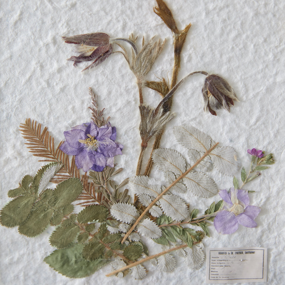 Gilded Pressed Botanical Stand - Larkspur and Strawberry Leaf - Bombay Mercantile
