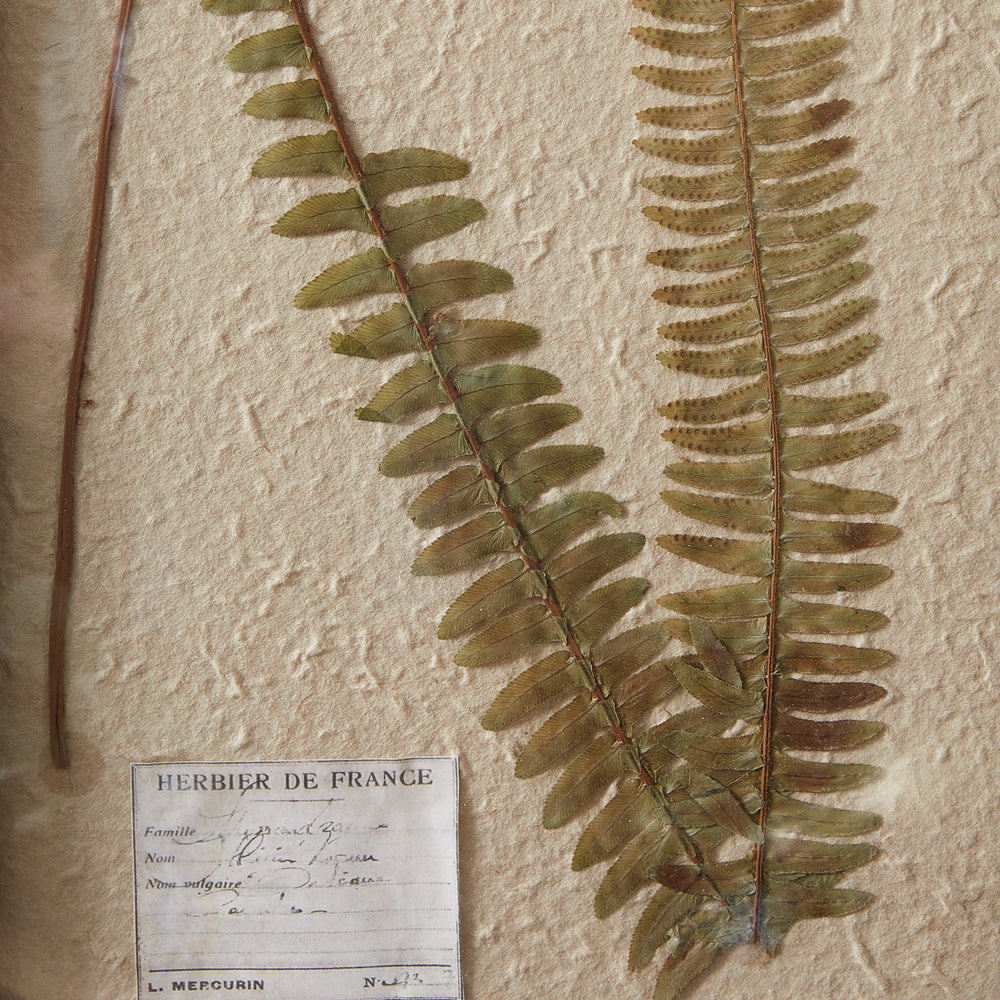 Pressed Botanical Wall Decor - Boston Fern - Bombay Mercantile