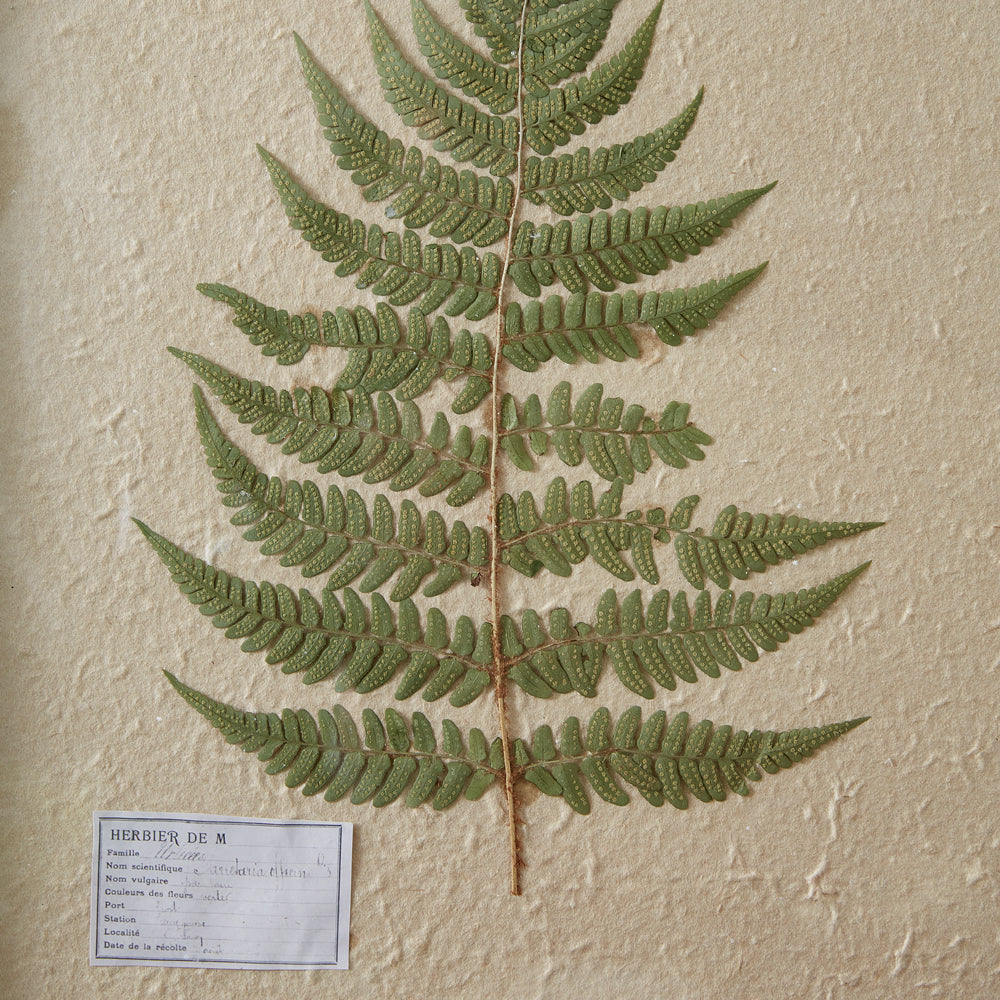 Pressed Botanical Wall Decor - Lady Fern - Bombay Mercantile