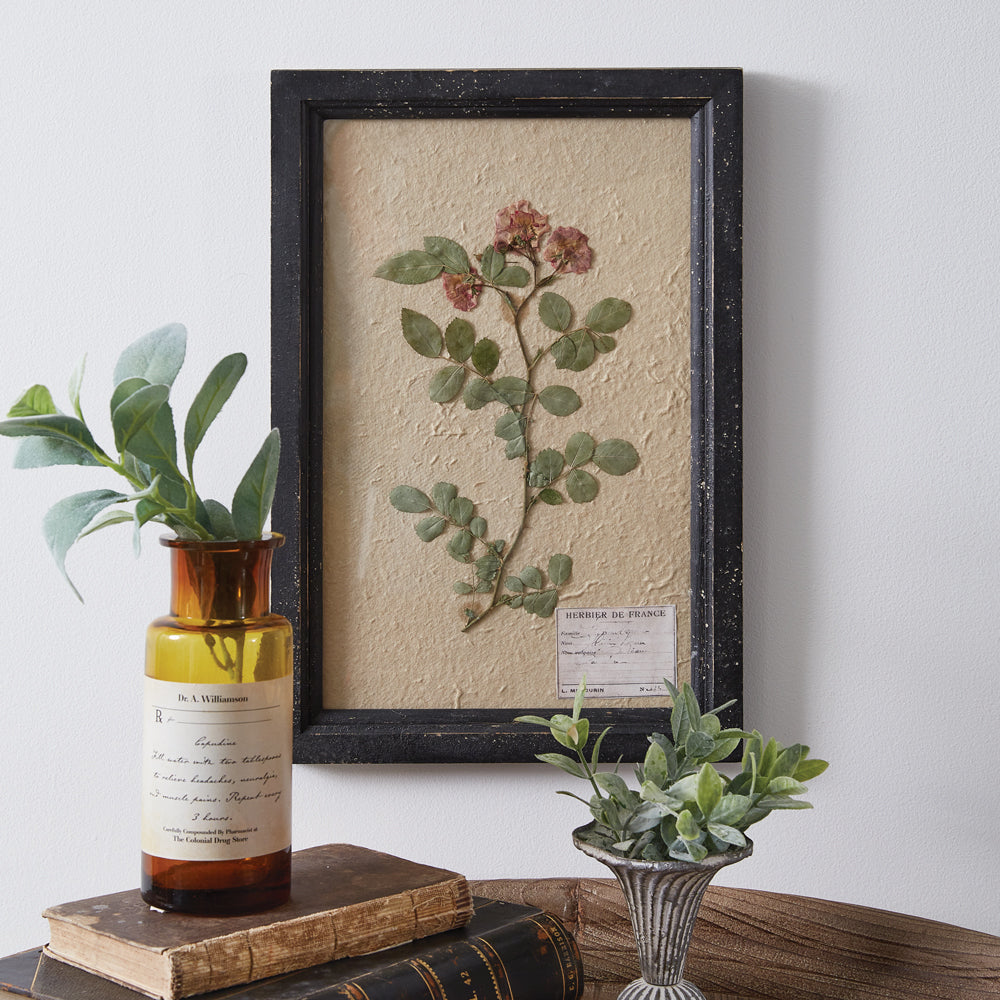 Pressed Botanical Wall Decor - Japanese Rose - Bombay Mercantile