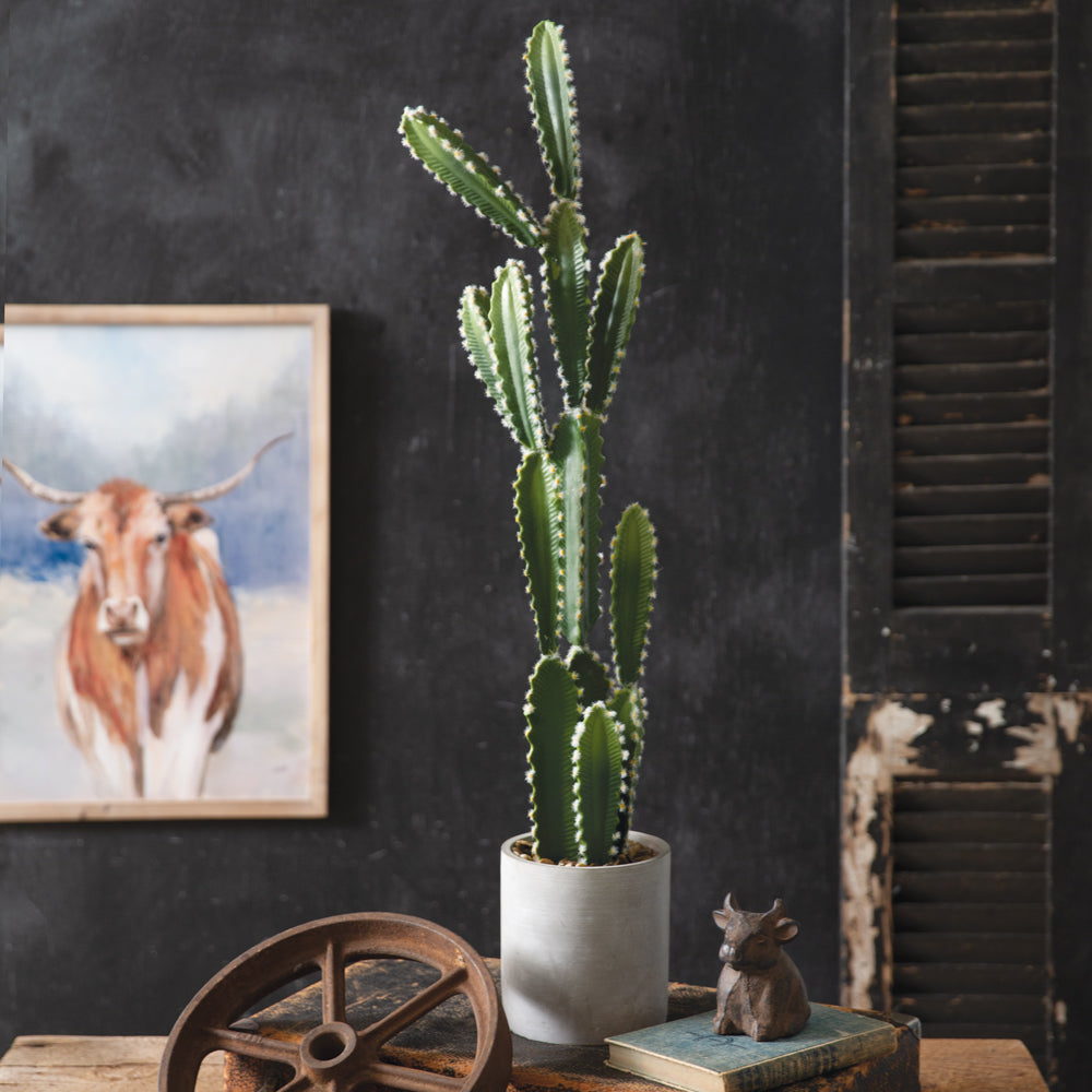 Cowboy Cactus Plant - Bombay Mercantile