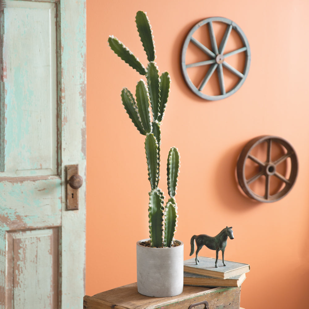 Cowboy Cactus Plant - Bombay Mercantile