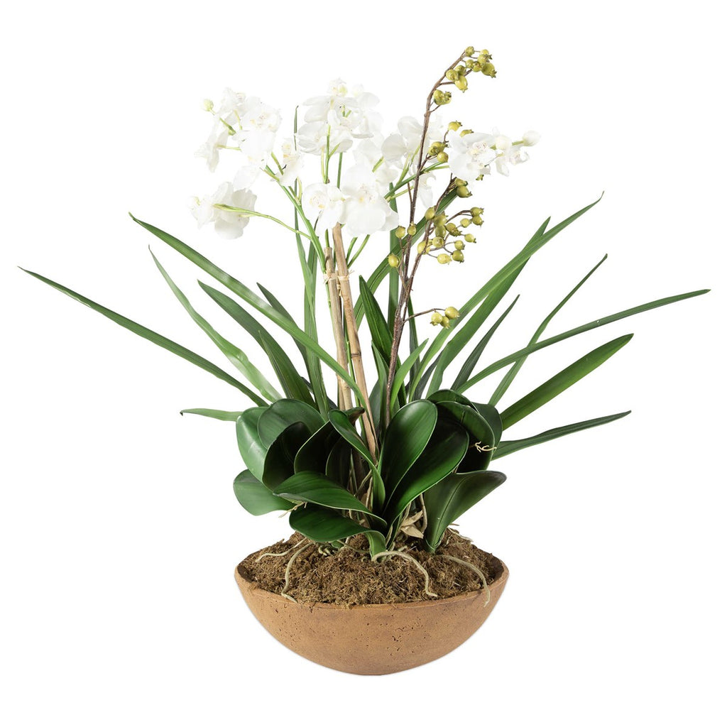 Moth Orchid Planter - Bombay Mercantile