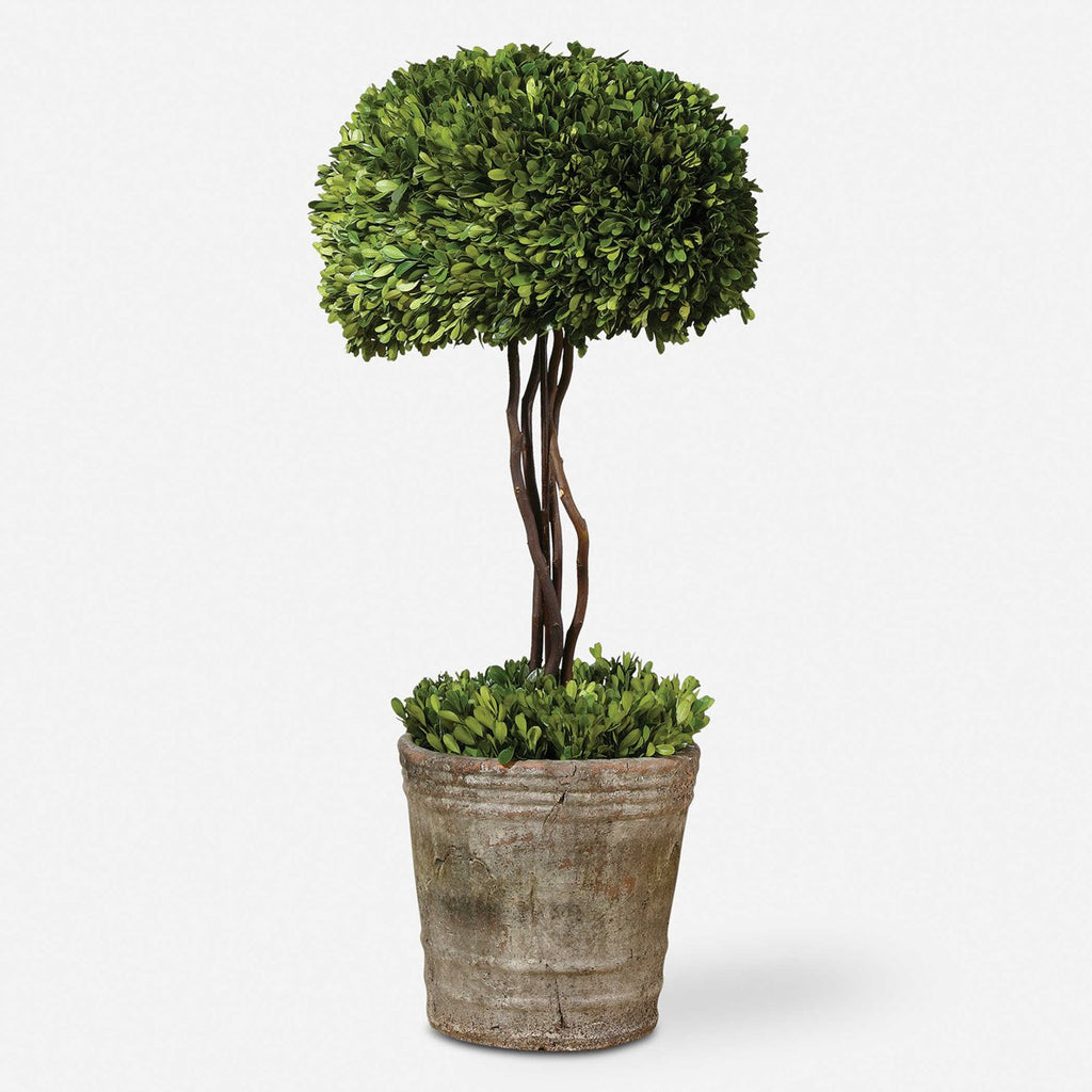 Tree Topiary Preserved Boxwood - Bombay Mercantile