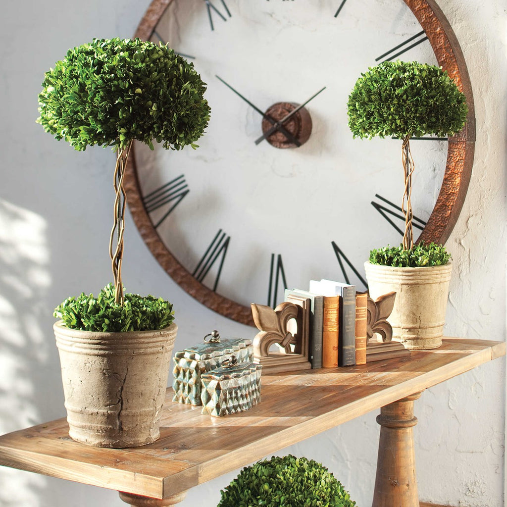 Tree Topiary Preserved Boxwood - Bombay Mercantile