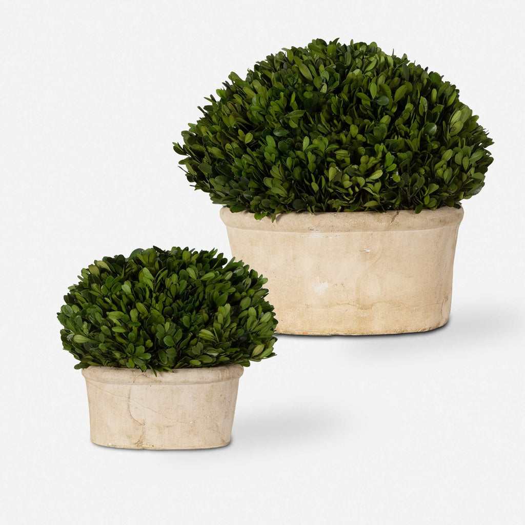 Oval Domes Preserved Boxwood Set of 2 - Bombay Mercantile