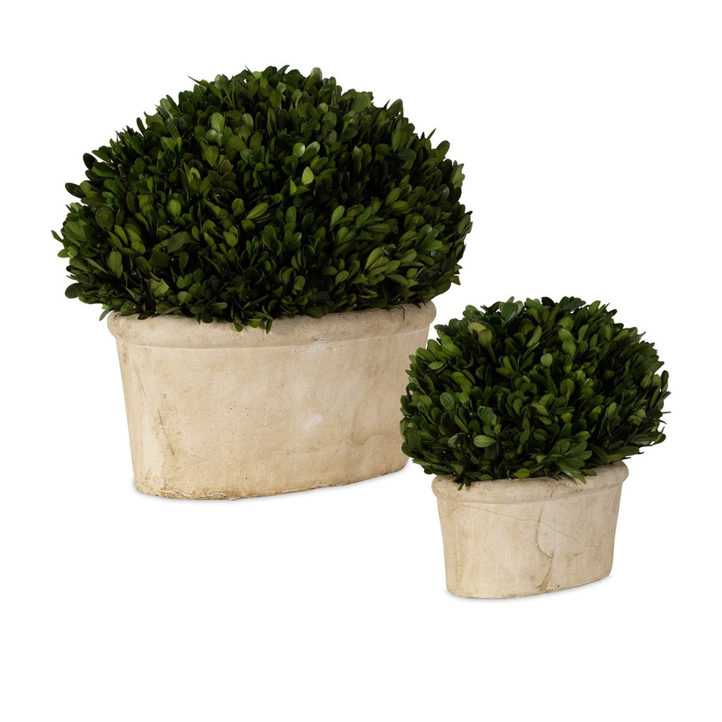 Oval Domes Preserved Boxwood Set of 2 - Bombay Mercantile
