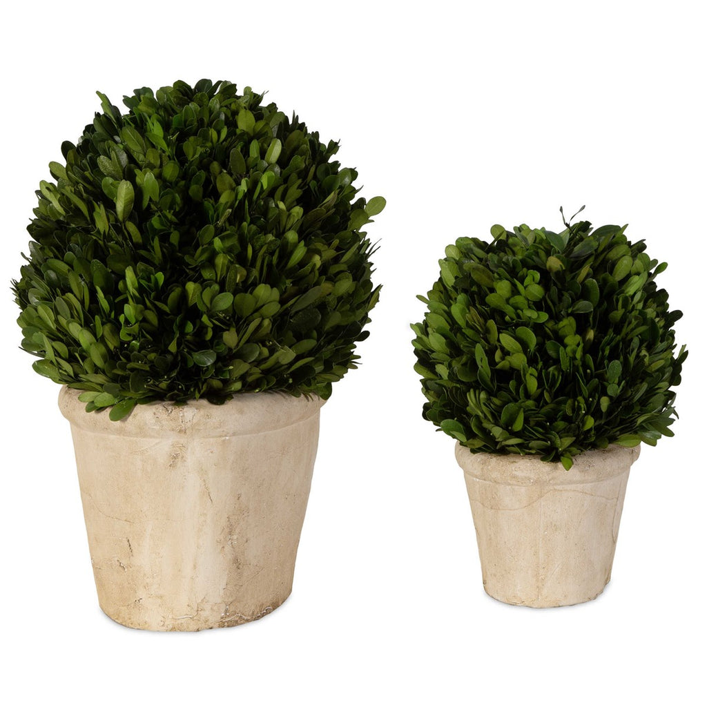 Oval Domes Preserved Boxwood Set of 2 - Bombay Mercantile