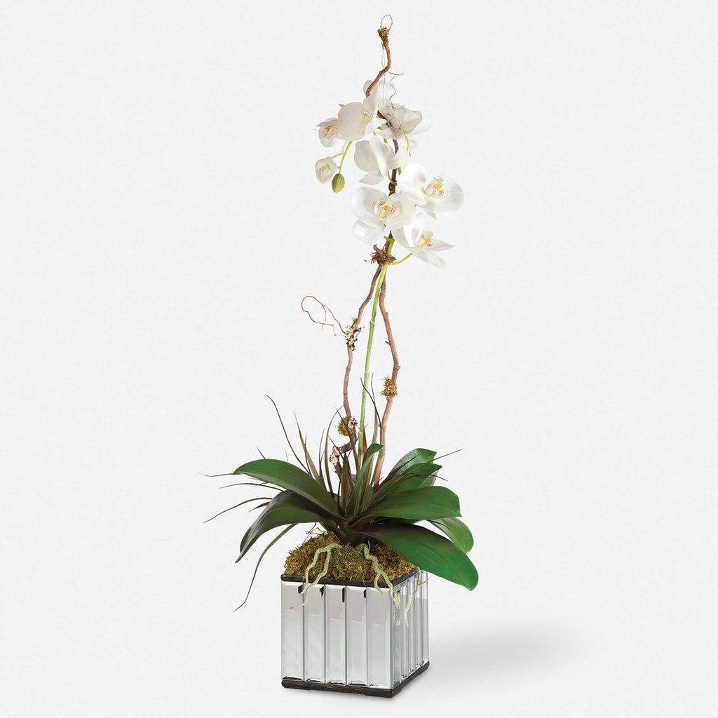 White Kaleama Orchids - Bombay Mercantile