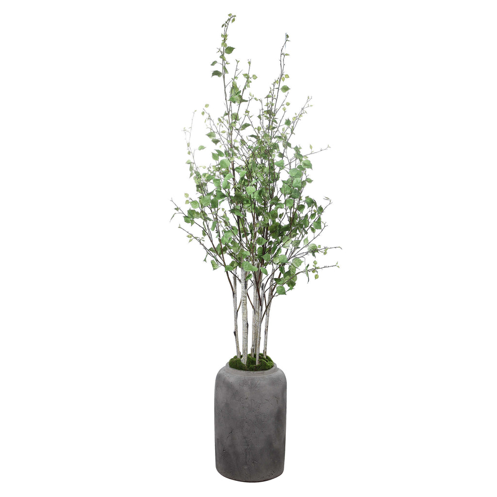 Aldis Potted River Birch - Bombay Mercantile