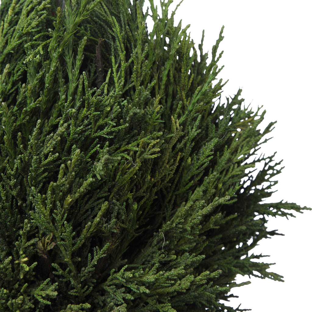 Cypress Triple Topiary - Bombay Mercantile