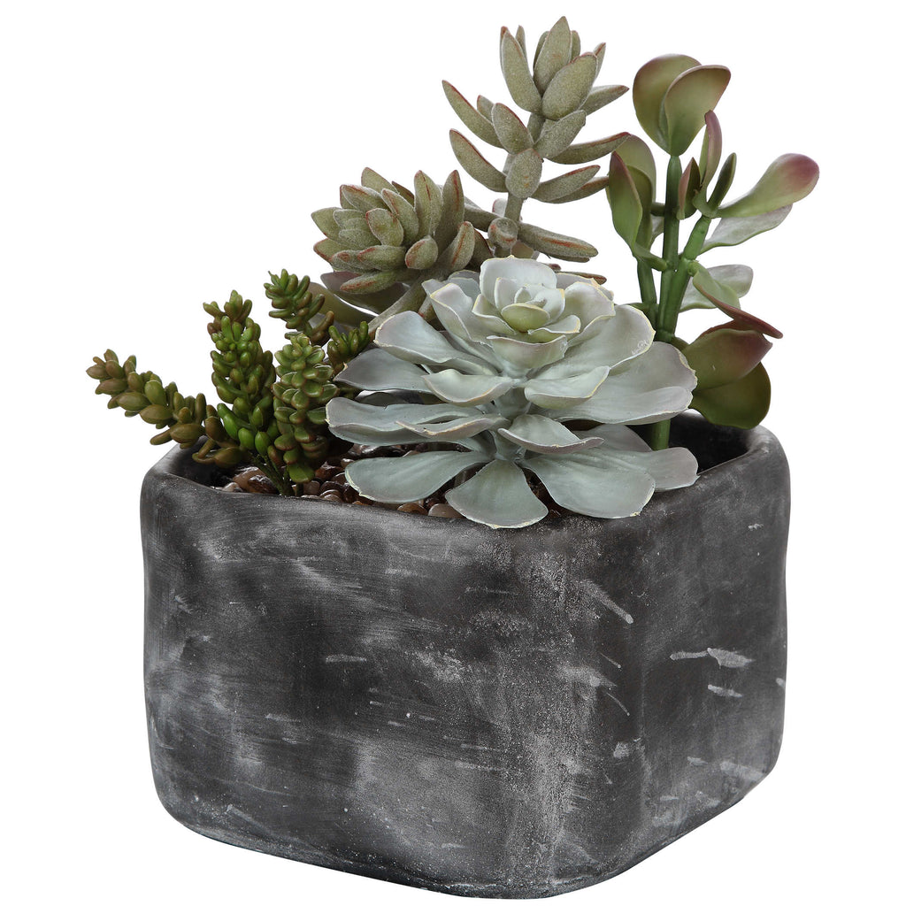Alverio Desert Garden Succulents - Bombay Mercantile