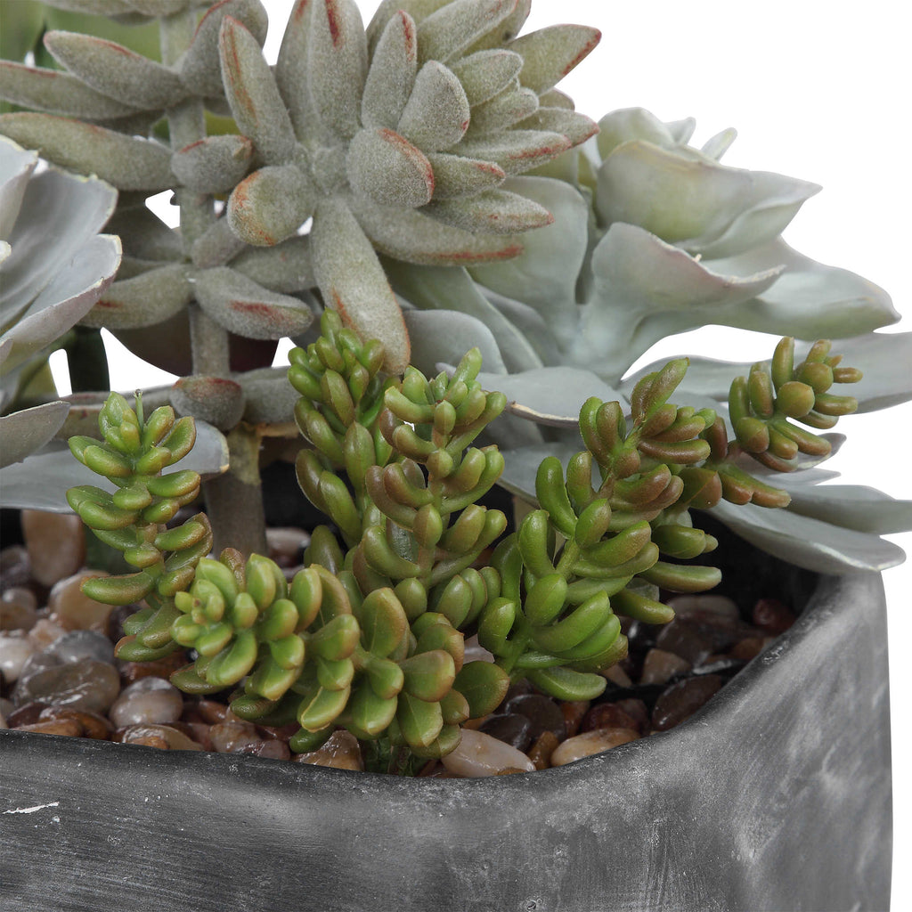 Alverio Desert Garden Succulents - Bombay Mercantile