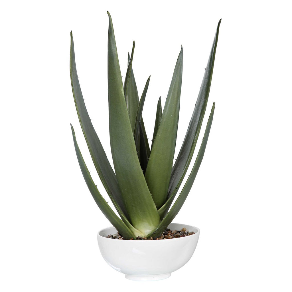 Evarado Aloe Planter - Bombay Mercantile