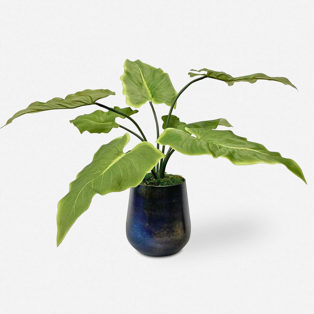 Mari Calla Accent Plant - Bombay Mercantile