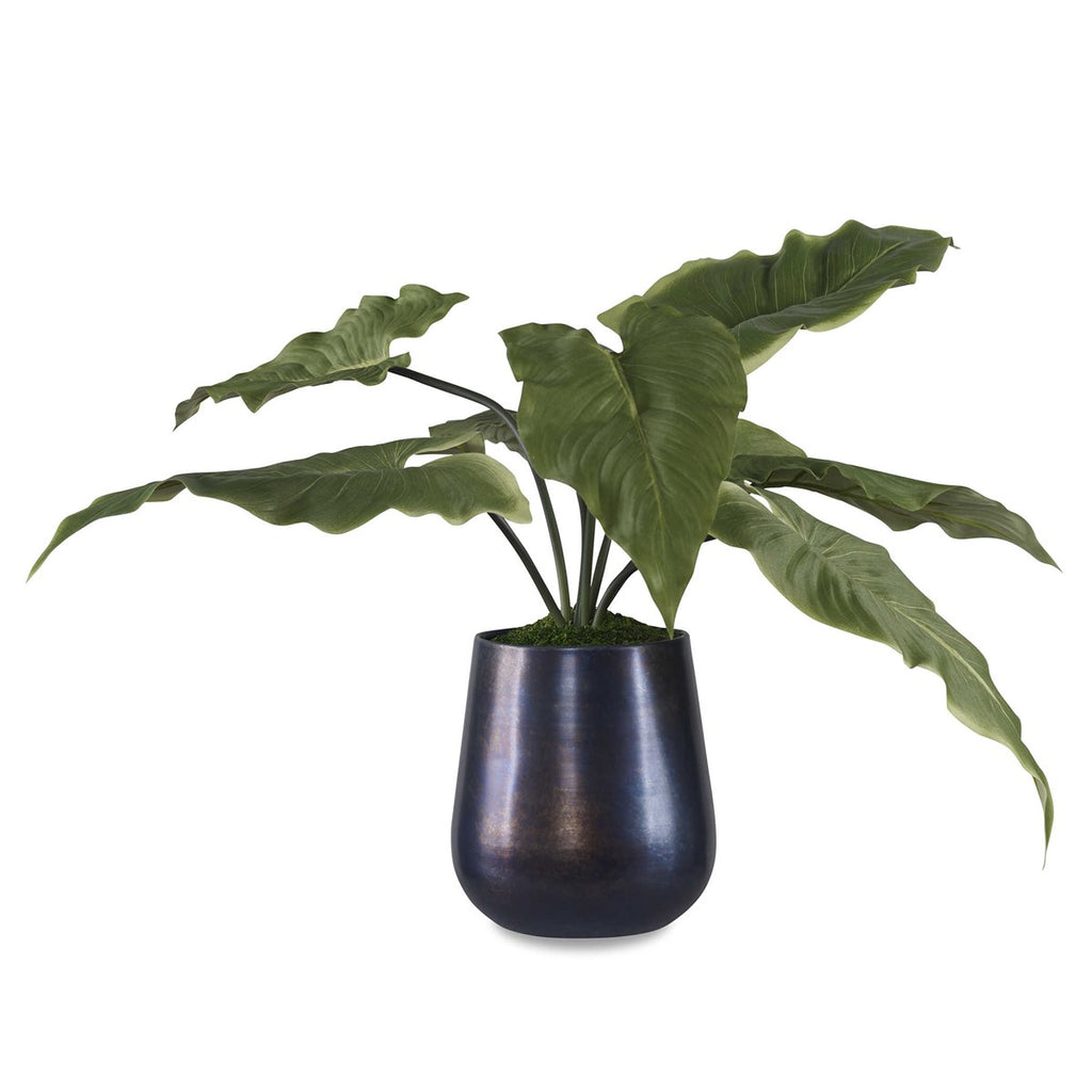 Mari Calla Accent Plant - Bombay Mercantile