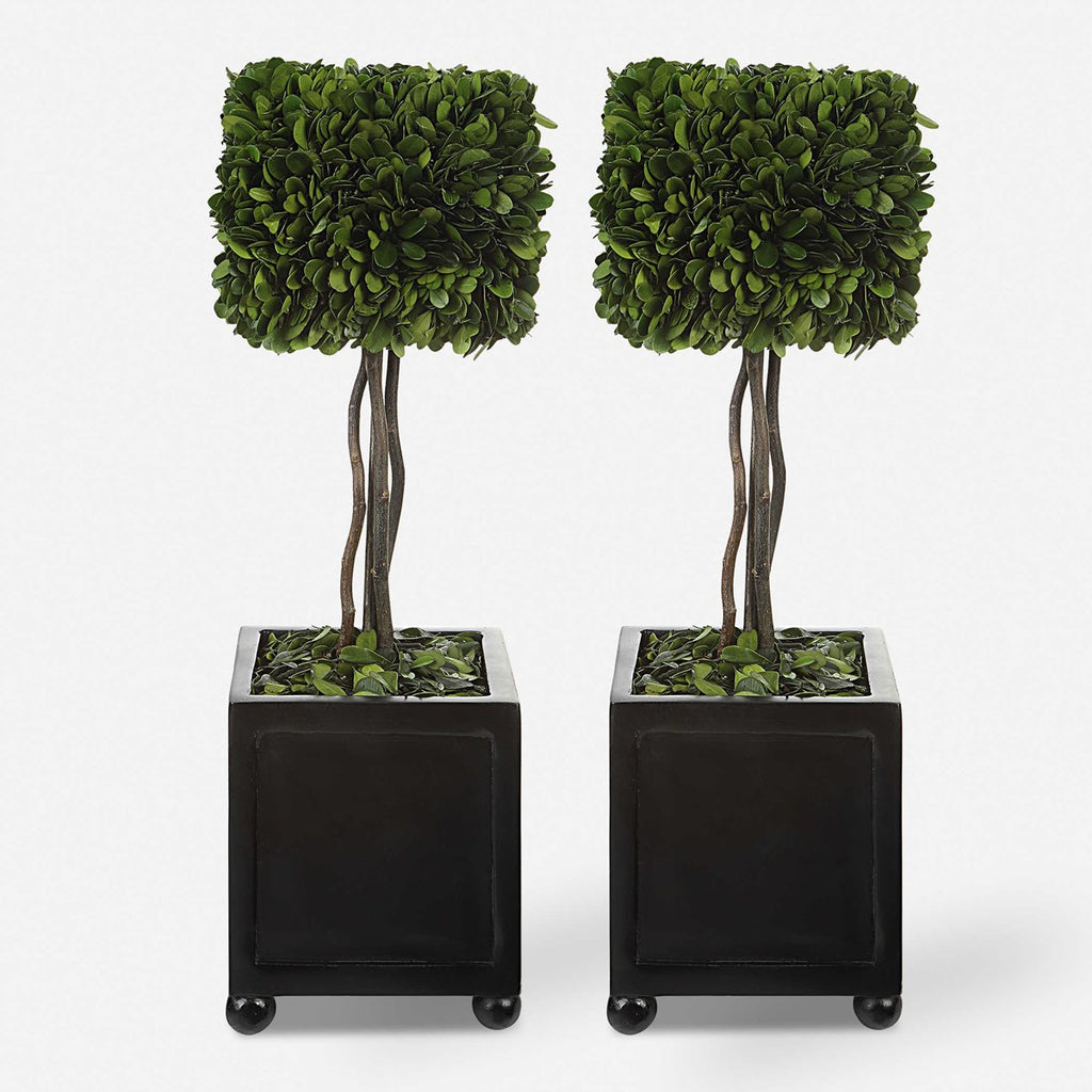 Preserved Boxwood Square Topiaries, Set of 2 - Bombay Mercantile
