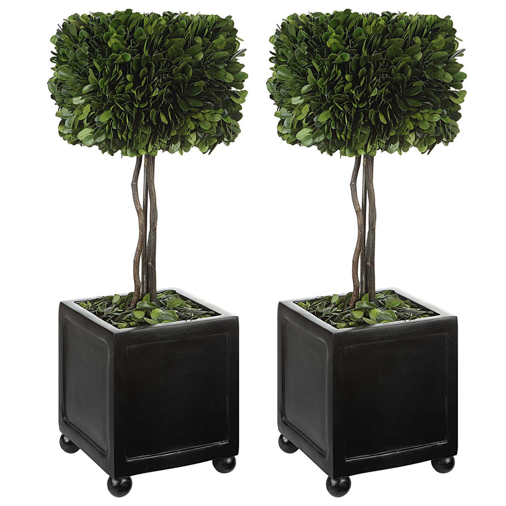 Preserved Boxwood Square Topiaries, Set of 2 - Bombay Mercantile