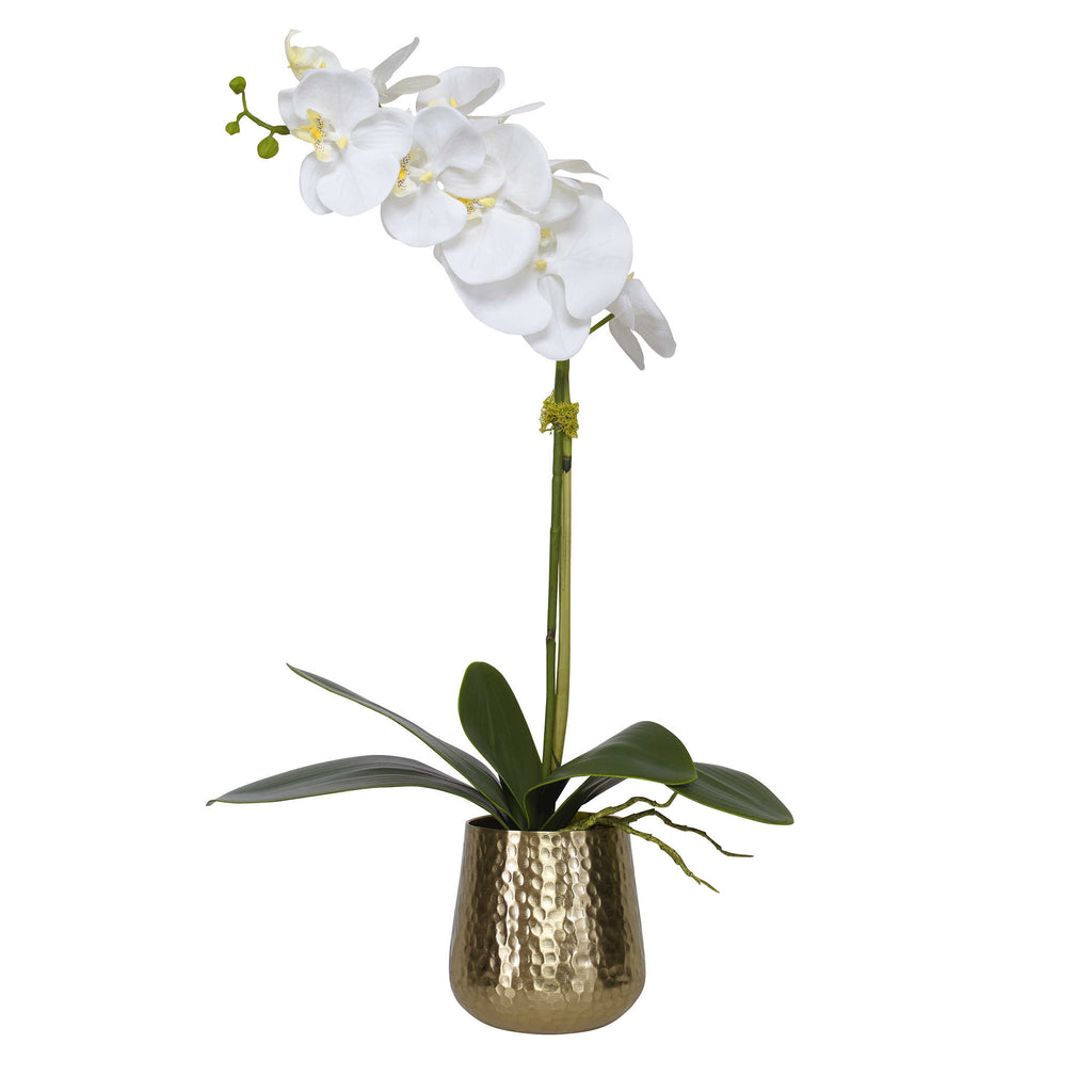 Cami Orchid With Brass Pot - Bombay Mercantile