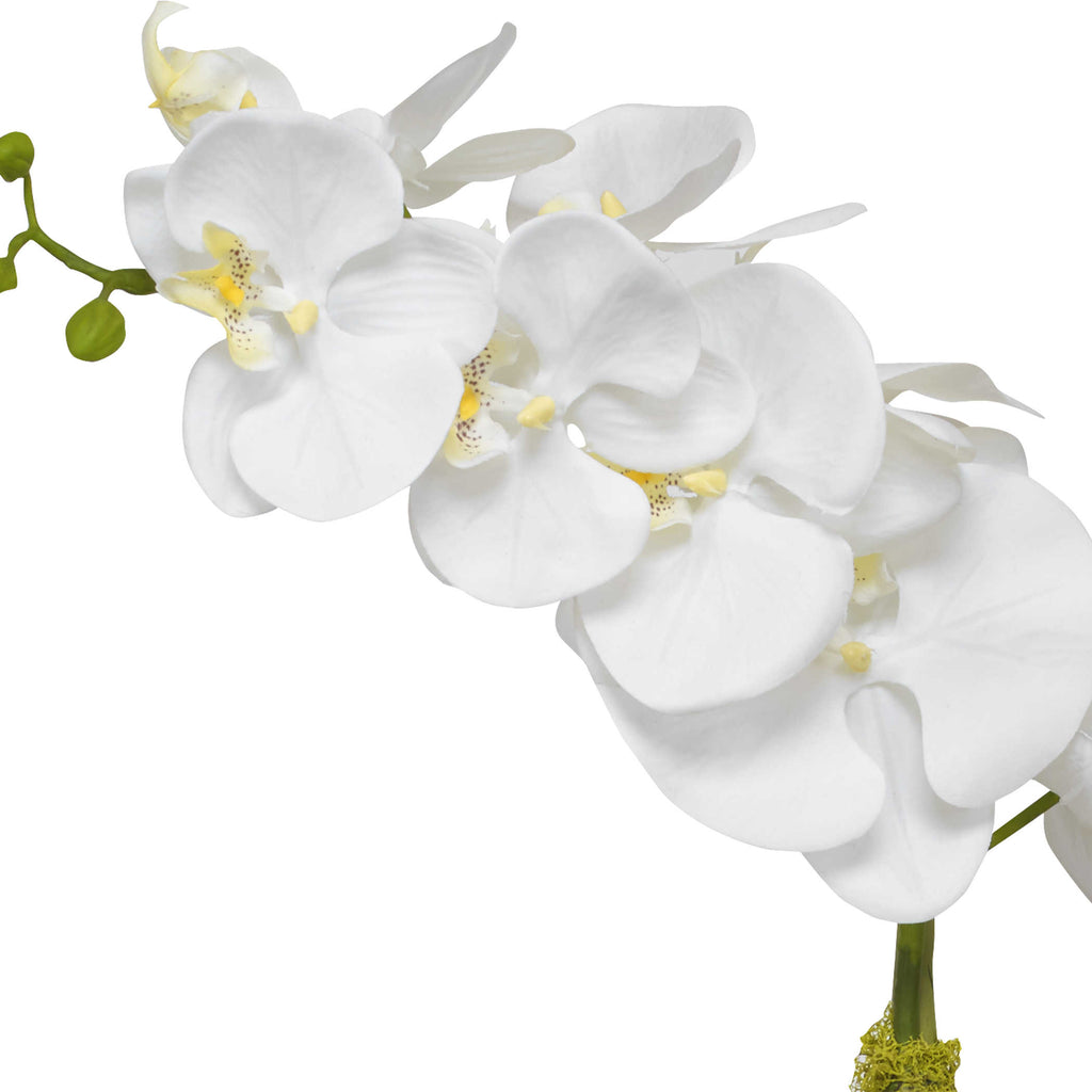 Cami Orchid With Brass Pot - Bombay Mercantile