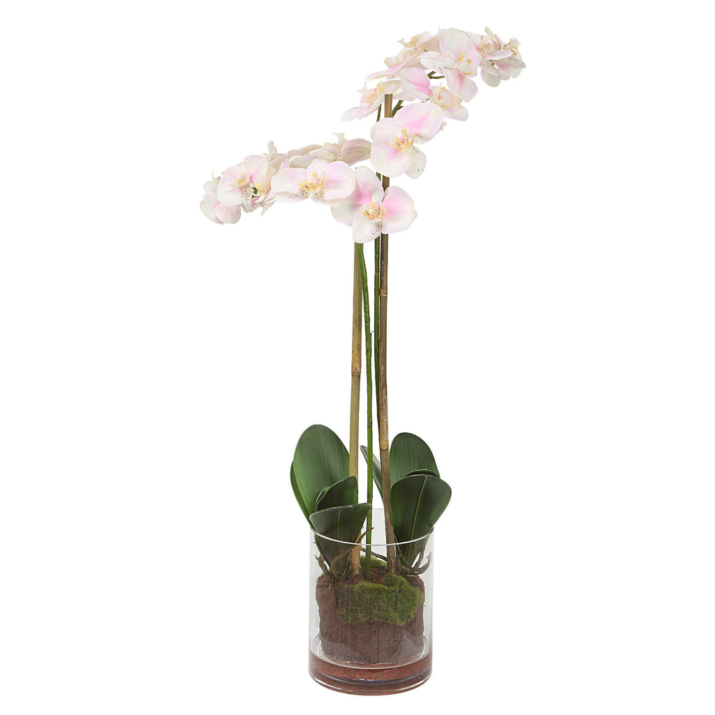 Blush Pink And White Orchid - Bombay Mercantile