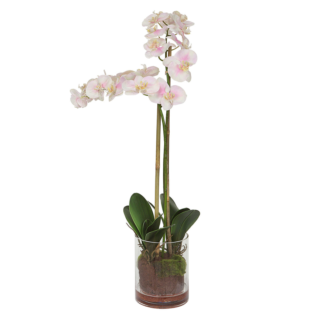 Blush Pink And White Orchid - Bombay Mercantile