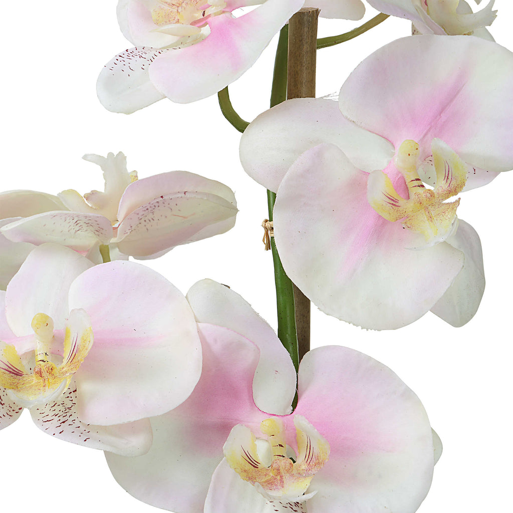 Blush Pink And White Orchid - Bombay Mercantile