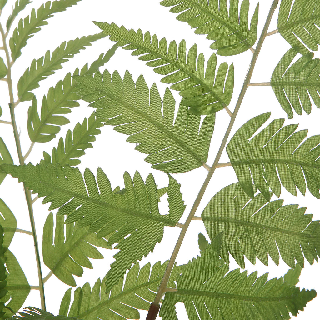 Country Ferns, Set of 2 - Bombay Mercantile