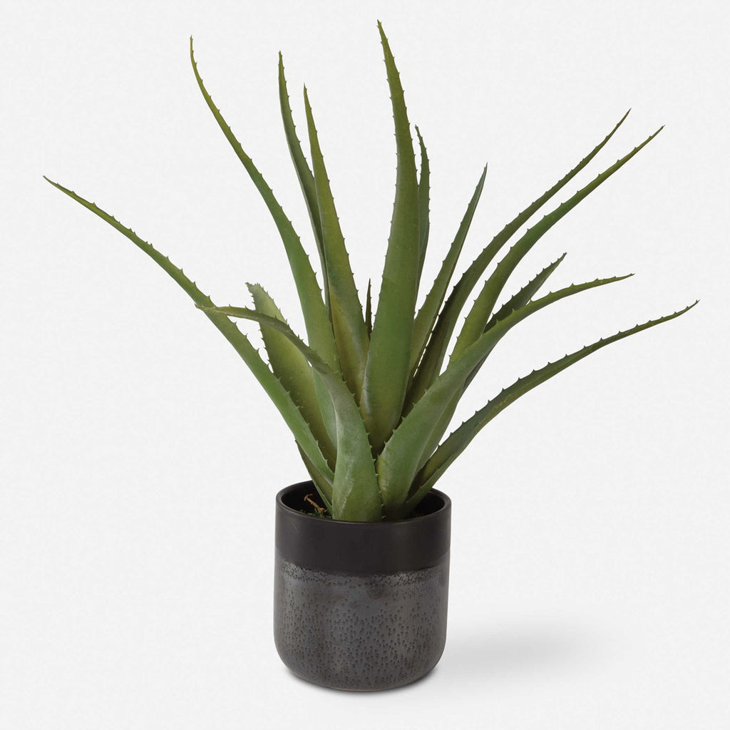 Tucson Aloe Planter - Bombay Mercantile
